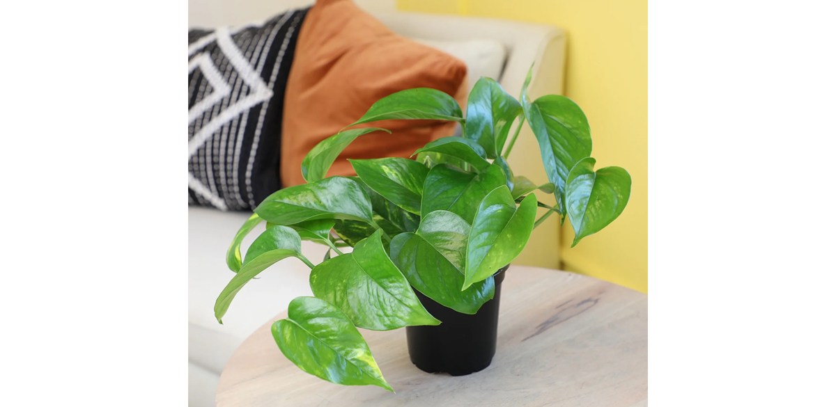 Golden Pothos