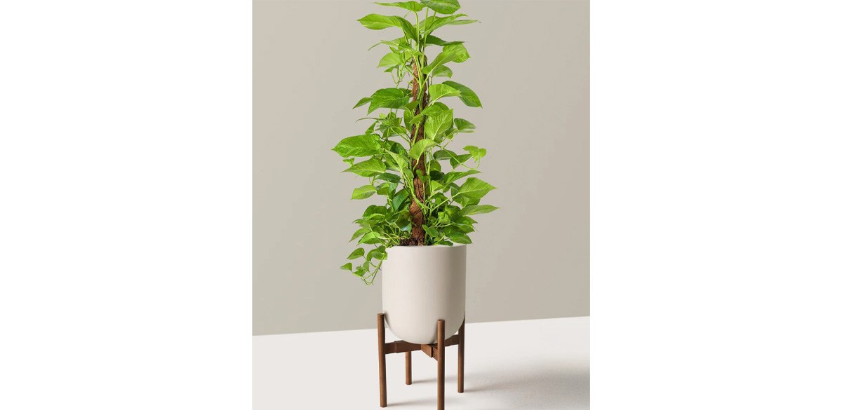 Low-light houseplants to brighten up your winter space
