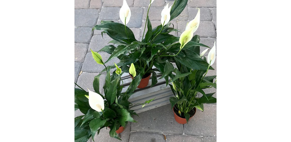 Peace Lily