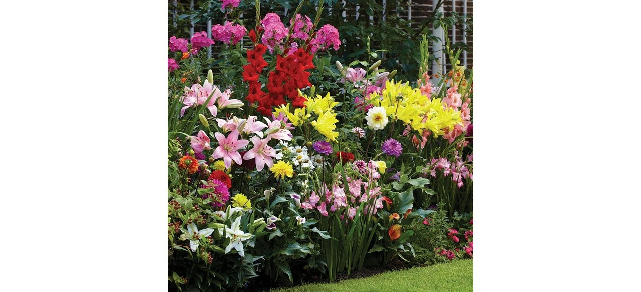 Van Zyverden Pacific Ocean Dahlias