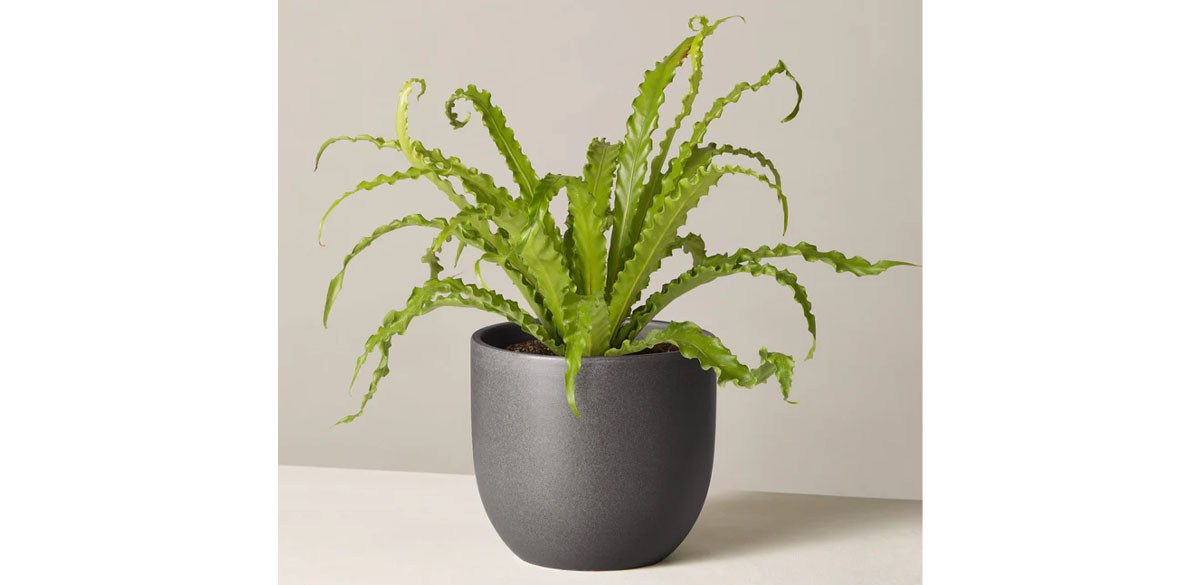 Bird's Nest Fern