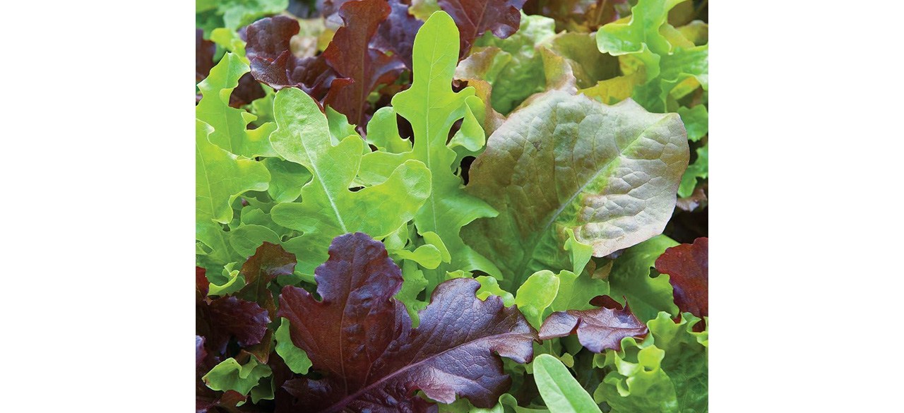 Burpee Organics Gourmet Blend Lettuce Seeds