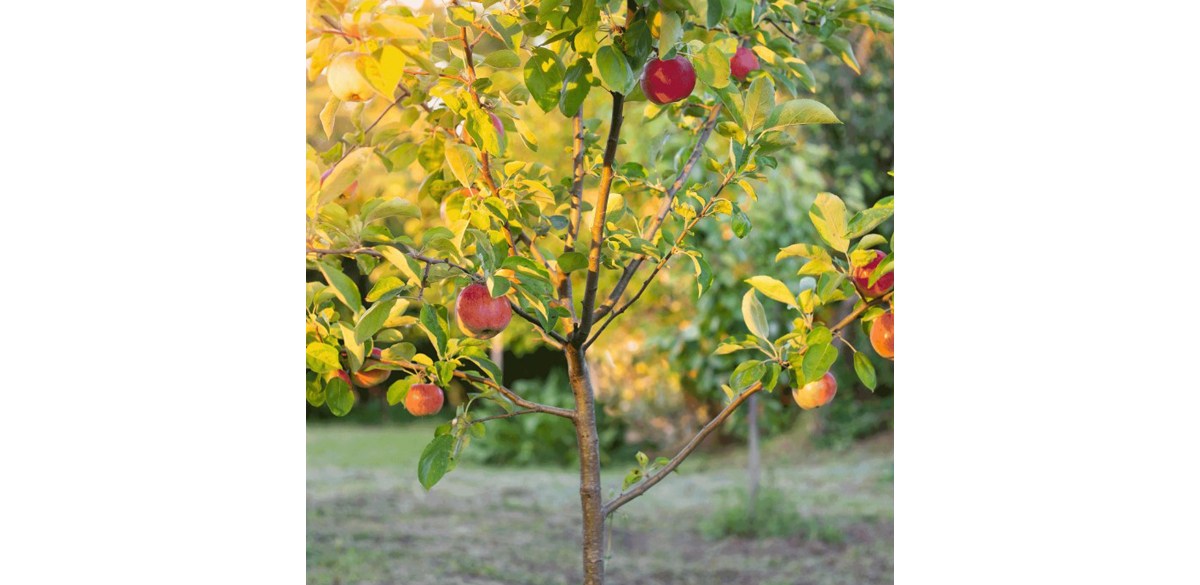 Edibles Fuji Apple Tree