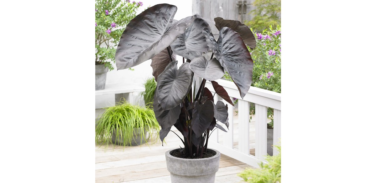 EuroBlooms, LLC Dark Black Coral Elephant Ear Flower Bulbs