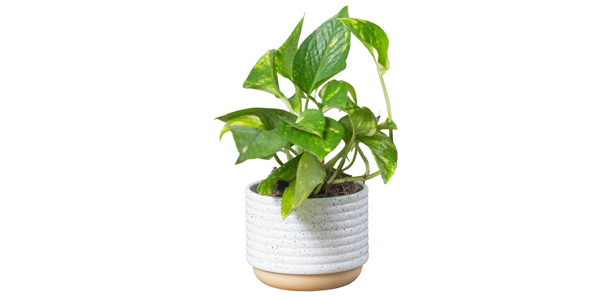 Live Pothos from Costa Farms