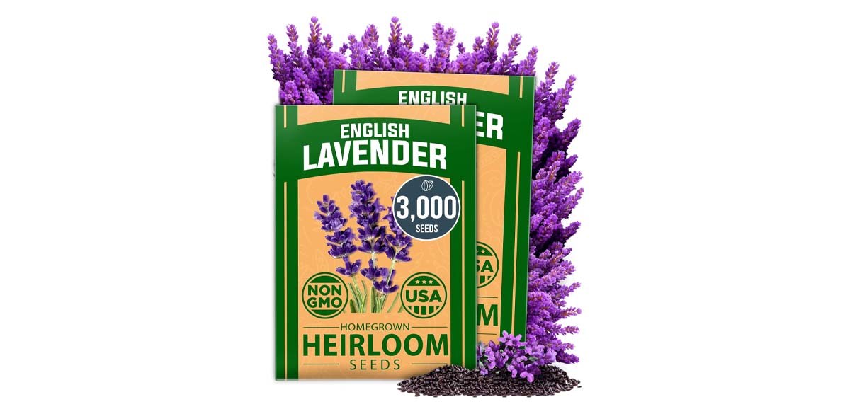 HOME GROWN 𝗣𝗥𝗘𝗠𝗜𝗨𝗠 English Lavender Seeds 2 Pack