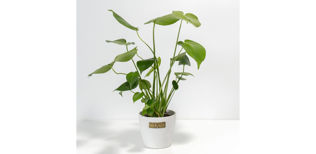 Monstera Deliciosa (Split Leaf Philodendron)