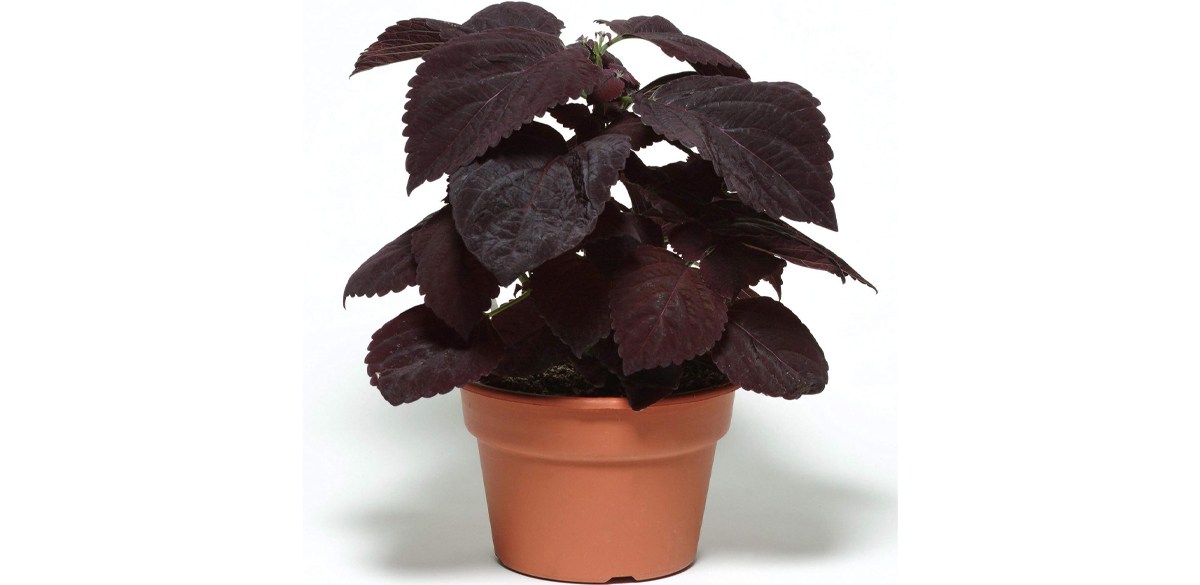 Outsidepride 10 Seeds Annual Coleus Dark Chocolate Foliage