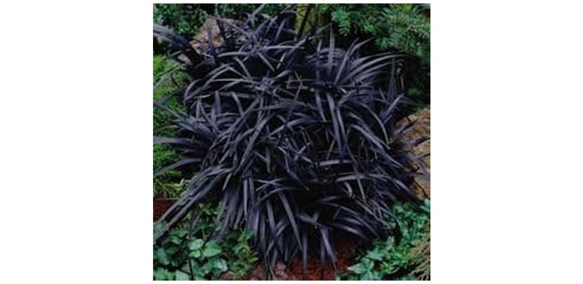 3 Containers of 2.5-inch pots of Black Mondo Decorative Grass