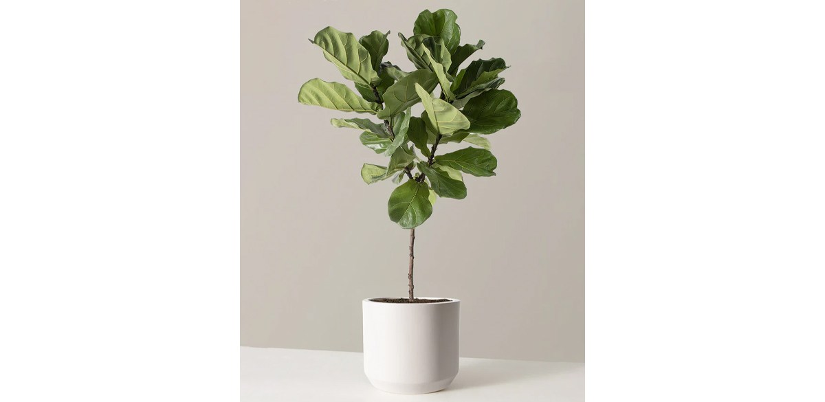 Fiddle Leaf Fig