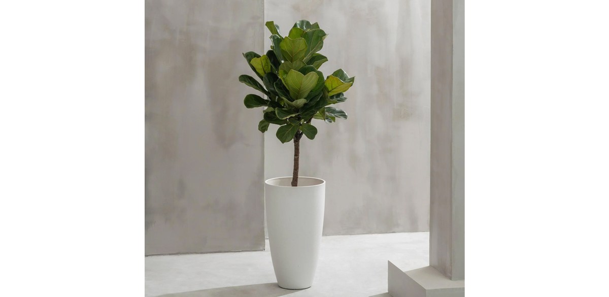 Large Tall White Planter with Tray