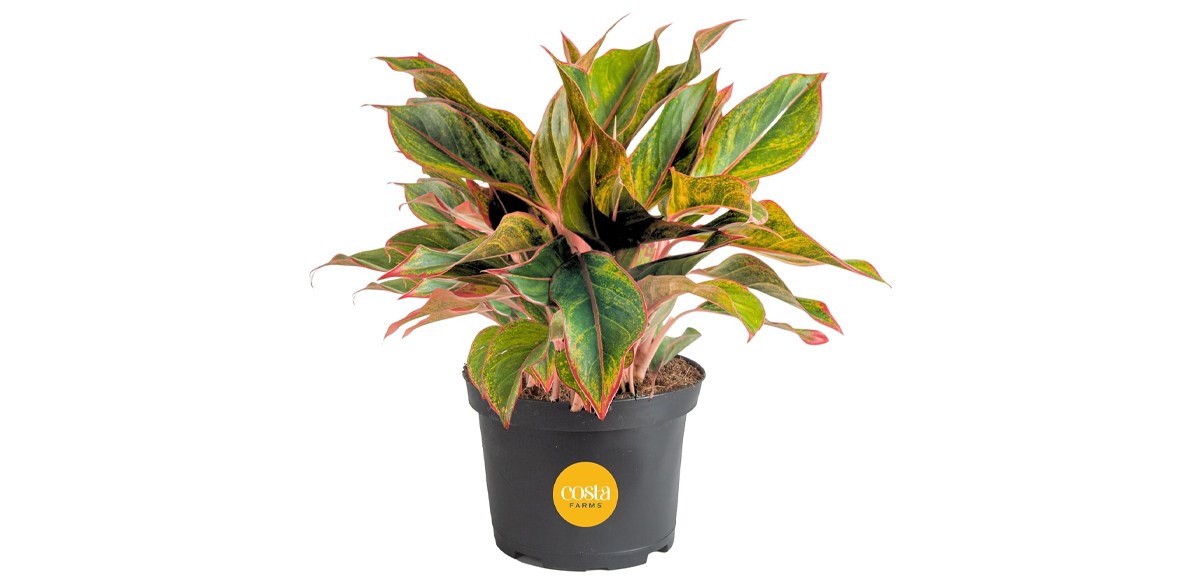 Chinese Evergreen