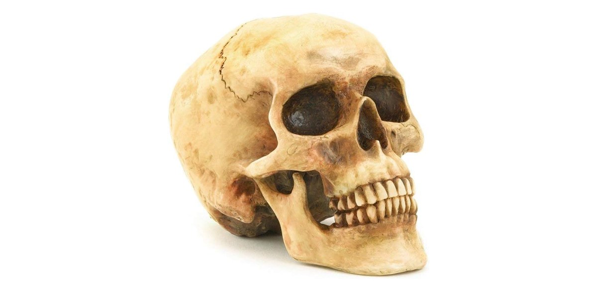 Gifts & Decors Grinning Highly Realistic Replica Human Skull Statue Home Décor