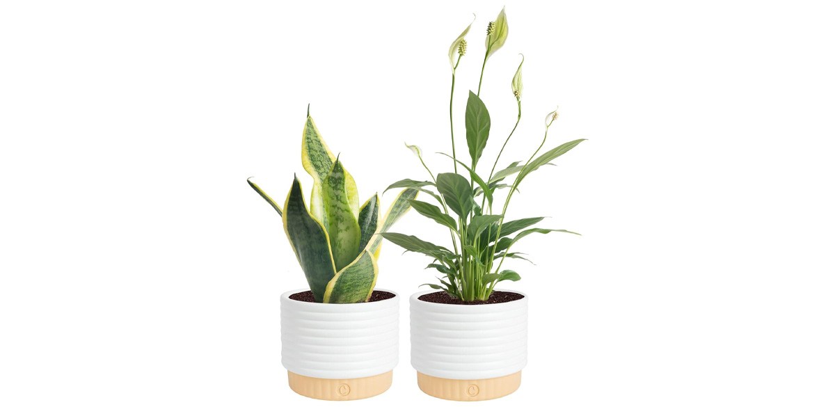 Low-light houseplants to brighten up your winter space