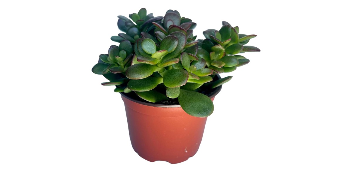 Jade Plant