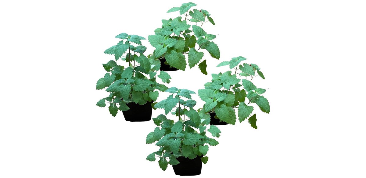 Live Catnip