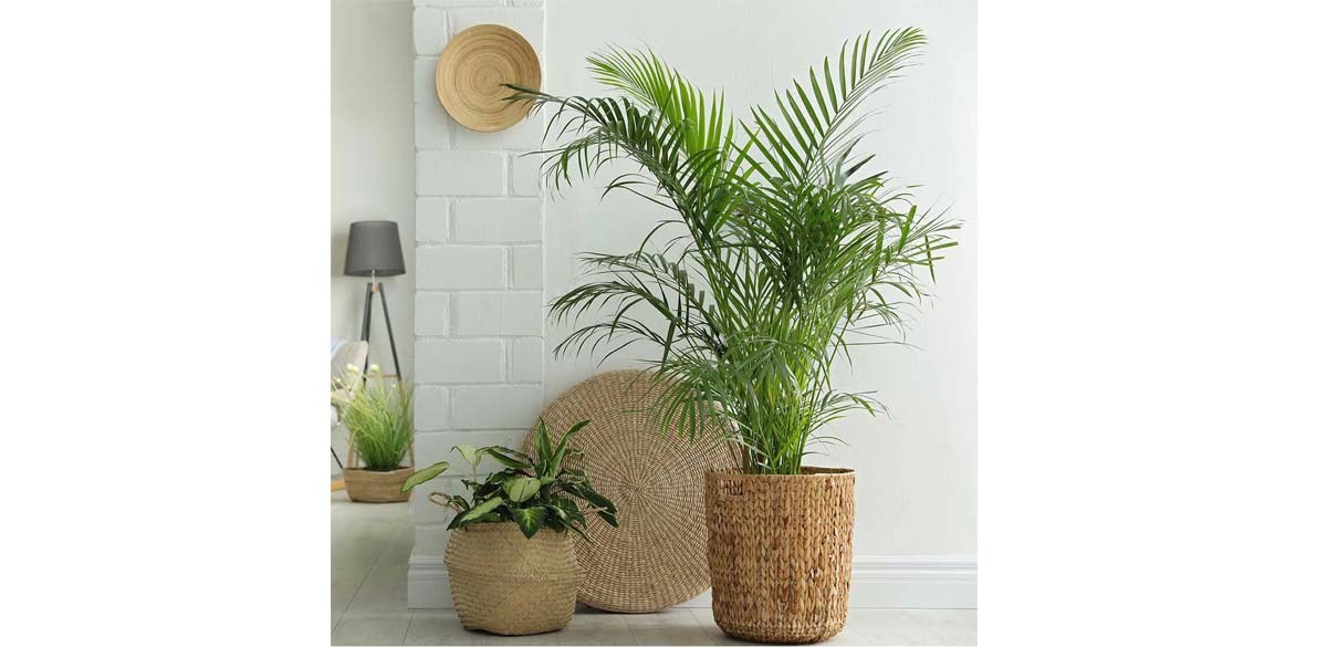 Low-light houseplants to brighten up your winter space