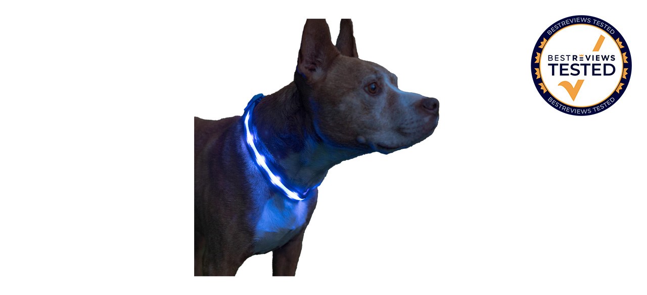 Best Blazin’ Safety Light-Up LED Dog Collar