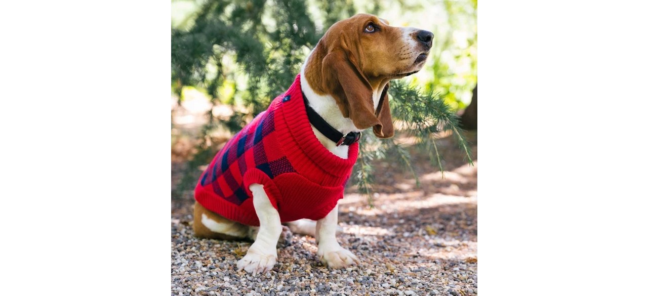 Dog wearing Red Buffalo Plaid Pet Sweater outside