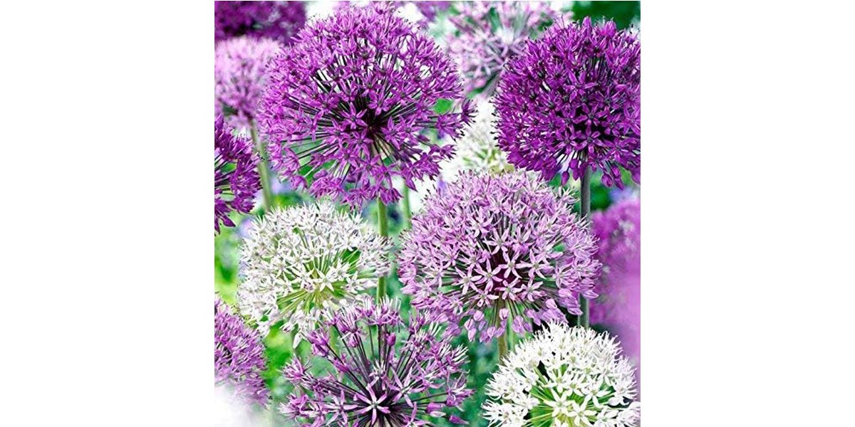 Allium bulbs