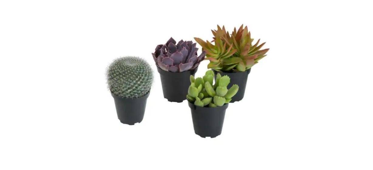 Altman Plants 3.5-inch Assorted Cactus And Succulent Plants