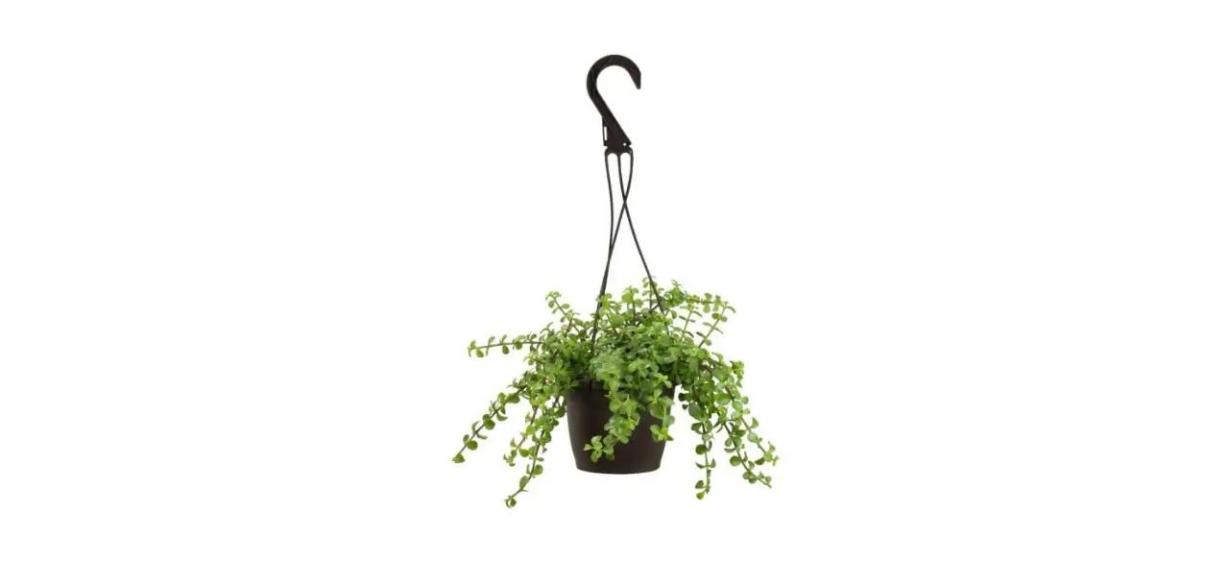 Altman Plants 6-inch Portulacaria Afra Prostrata Hanging Basket