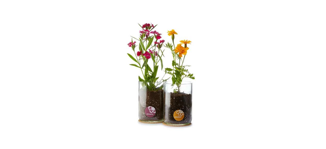 Birth Month Flower Grow Kit