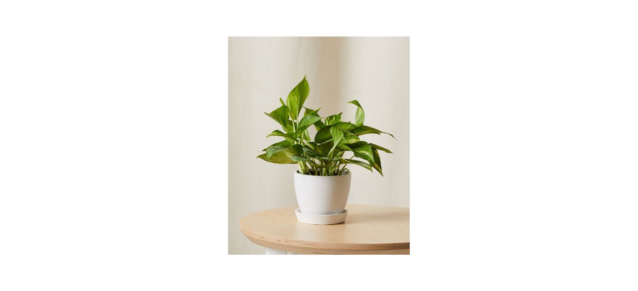 Bloomscape Golden Pothos