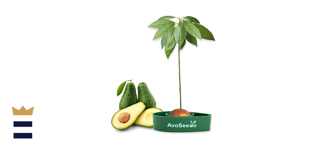 AvoSeedo Avocado Tree Growing Kit