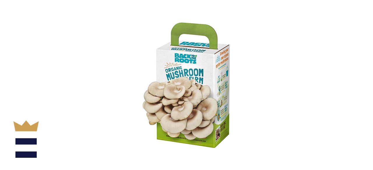 Back to the Roots Organic Mini Mushroom Grow Kit