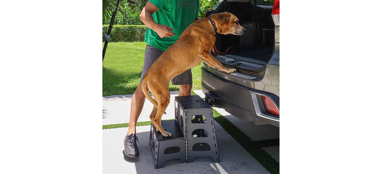 Bee Neat 2-Step Folding Step Stool for Pets