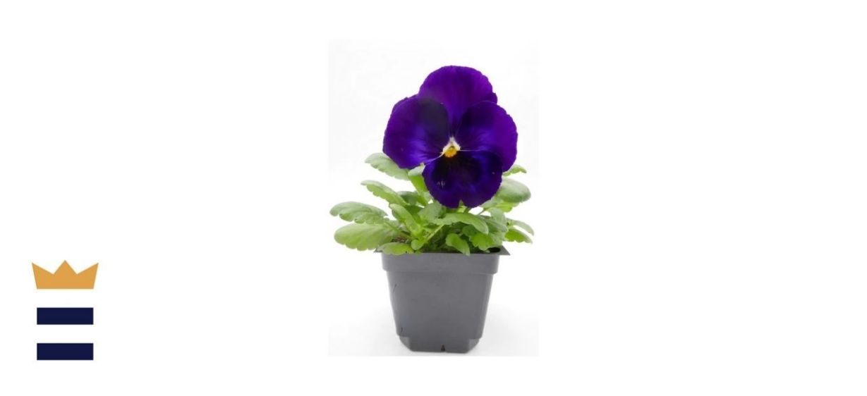 Bell Nursery Purple Pansy (Six-Pack)