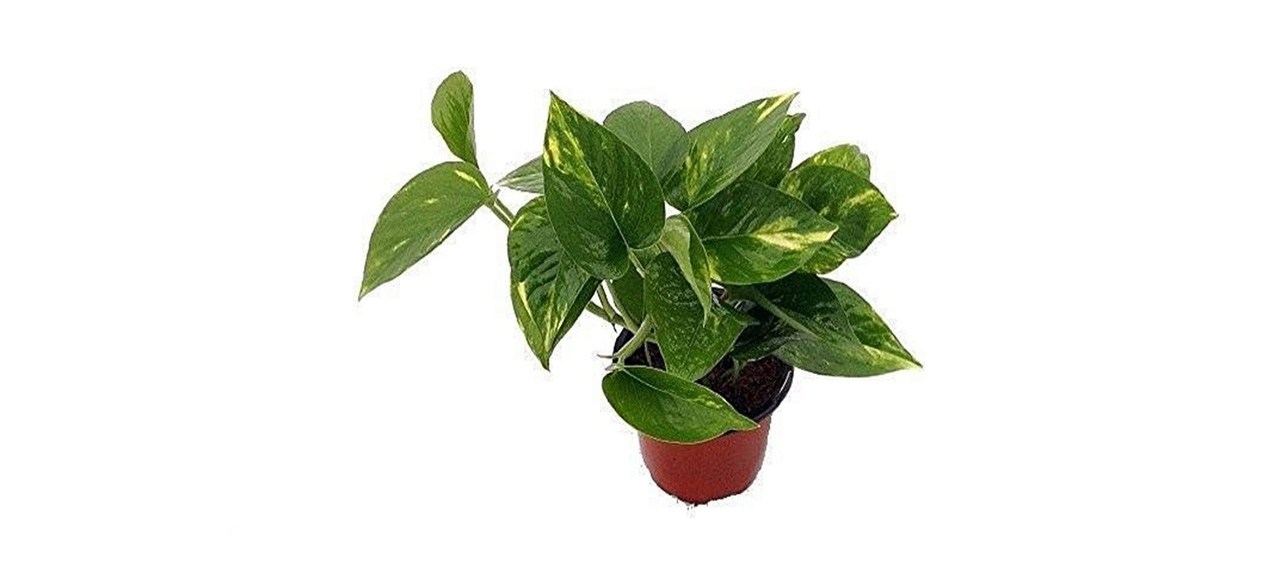 best 9GreenBox Golden Devil's Ivy Pothos Epipremnum