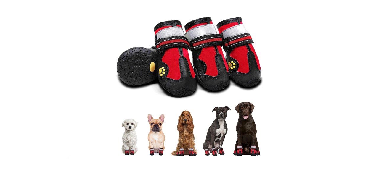 dog booties and a row of dogs