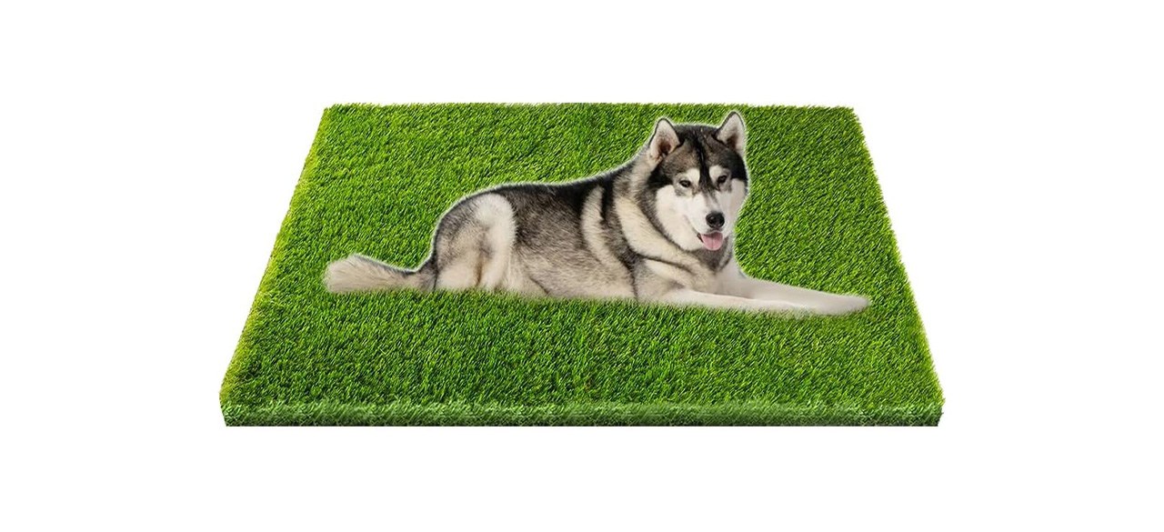 Dog sitting on CooZero Artificial Grass on white background 