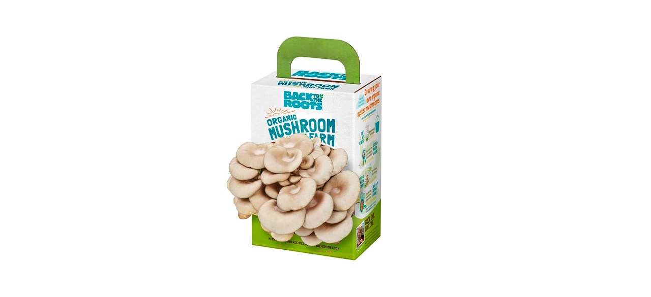 Best Back to the Roots Mushroom Mini Farm Grow Kit