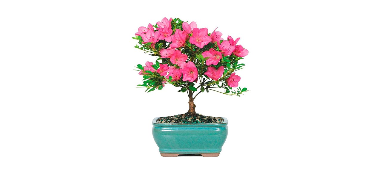 Best Brussel's Bonsai Live Satsuki Azalea Outdoor Bonsai Tree