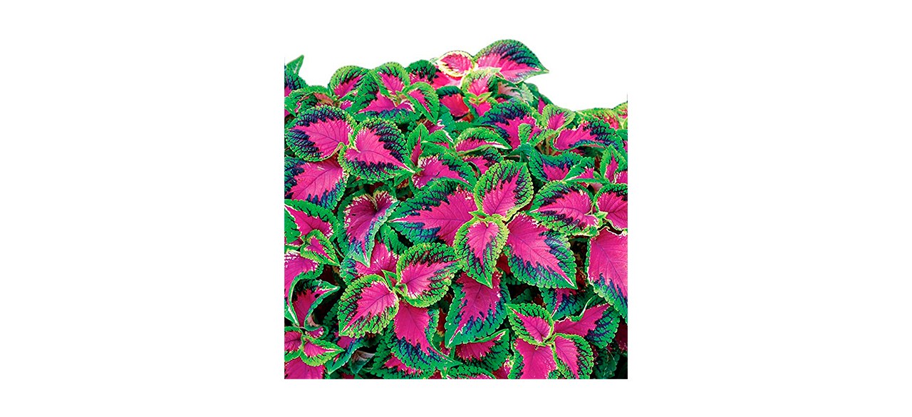 Best Burpee Mamas Girl Watermelon Seeds