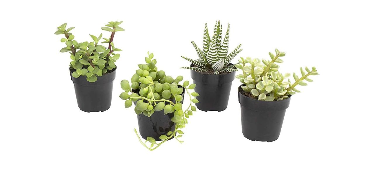 Altman Plants Assorted Succulent Plants, in a pack of 4, in small black pots