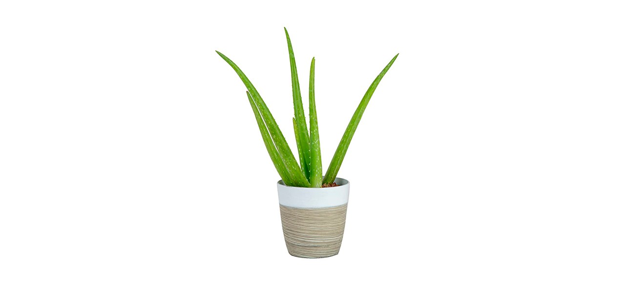 Best Costa Farms Aloe Vera Plant 