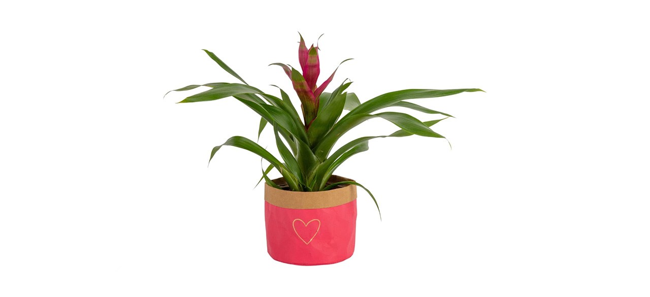 best Costa Farms Bromeliad Live Plant