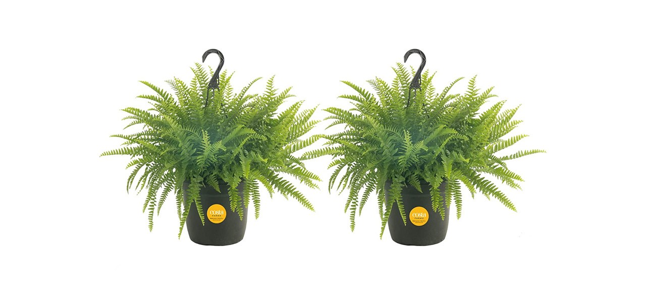 best Costa Farms Home Decor Premium Live Boston Fern Hanging Basket