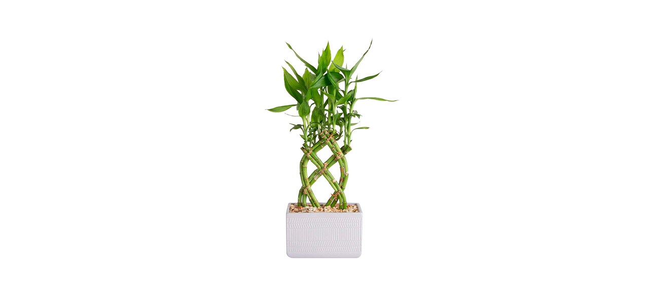 Best Costa Farms Lucky Bamboo Tabletop Plant