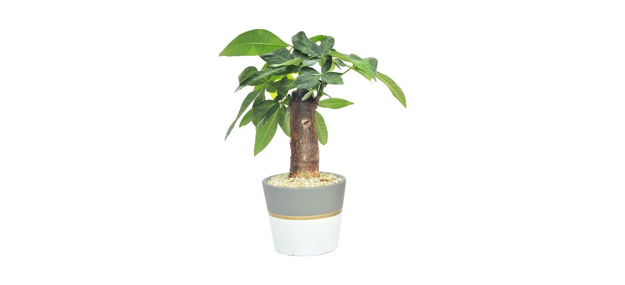 Best Costa Farms Mini Money Tree