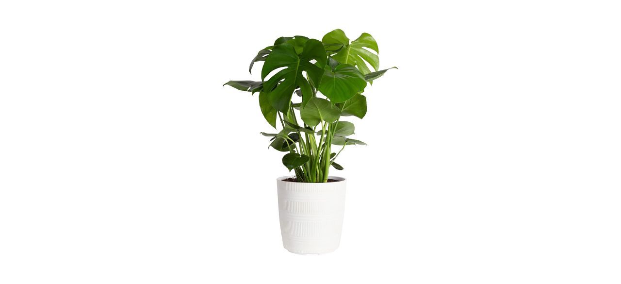 Best Costa Farms Monstera Deliciosa Swiss Cheese Plant