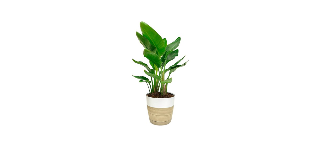 Best Costa Farms White Bird of Paradise Indoor Plant Best Costa Farms White Bird of Paradise Indoor Plant