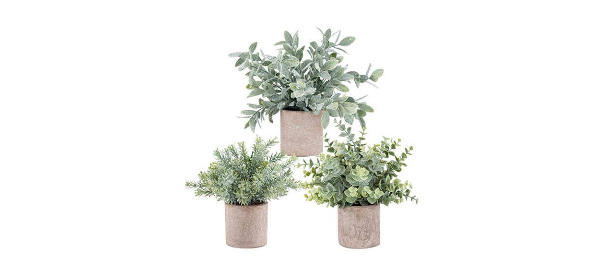 Best Der Rose 3-Pack Mini Potted Plants