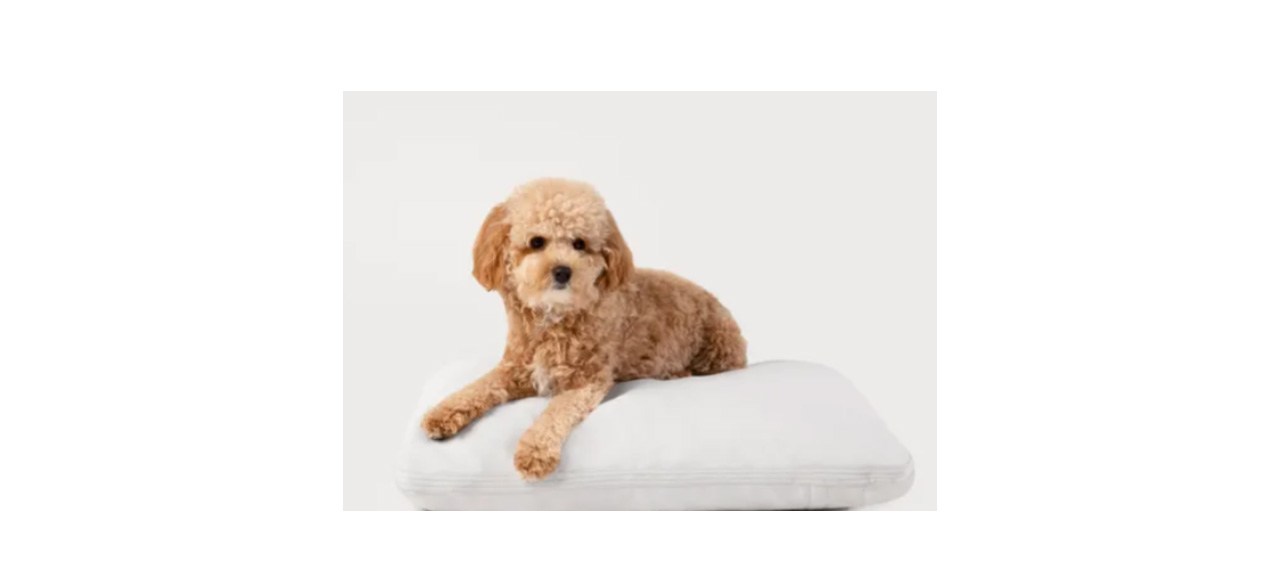 https://cdn.bestreviews.com/images/v4desktop/image-full-page-cb/best-diggs-dog-supplies-pillo-dog-bed.jpg