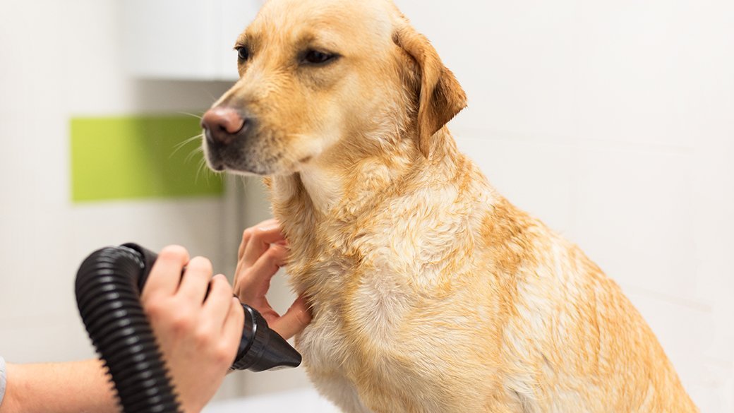 The best dog dryer