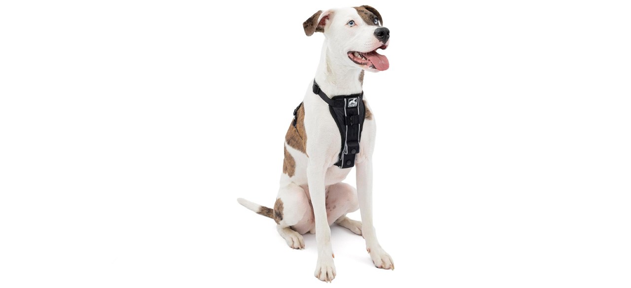  dog harness